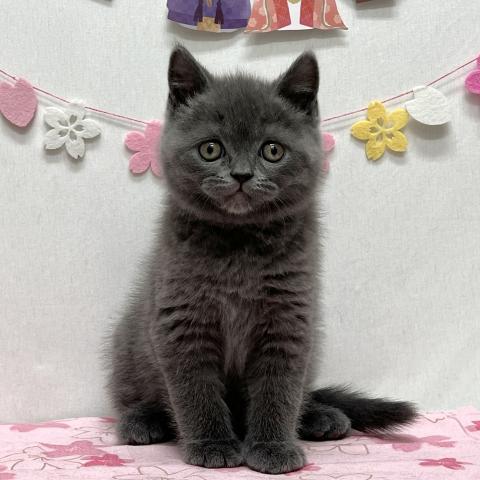 ブリティッシュショートヘア