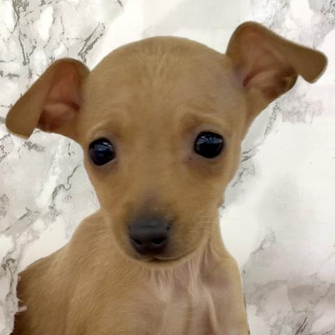 ミニチュアピンシャー