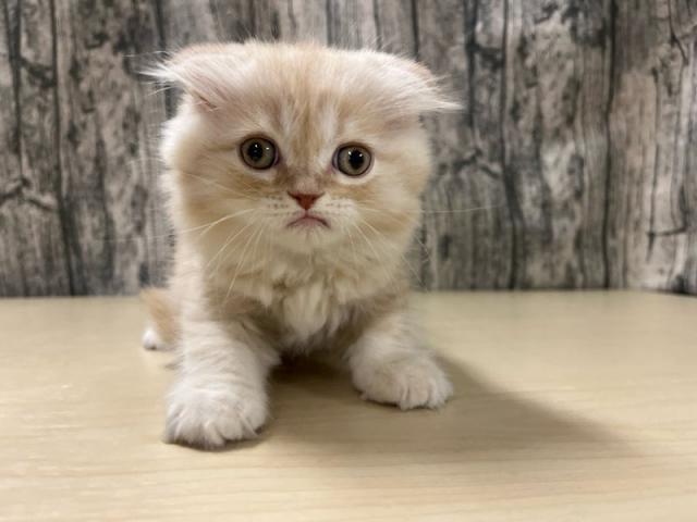 スコティッシュフォールド