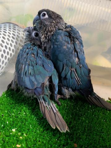 ホオミドリアカオウロコインコ