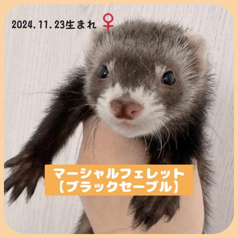 マーシャルフェレット