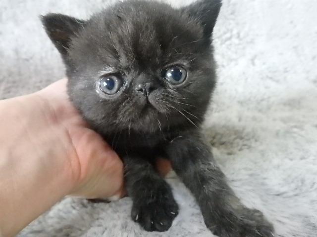 エキゾチックショートヘアー - 子犬や子猫たちのペット販売情報