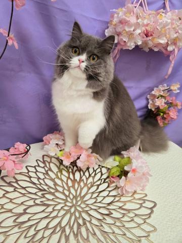 ブリティッシュロングヘア
