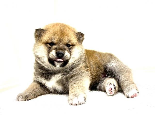 豆柴犬　628