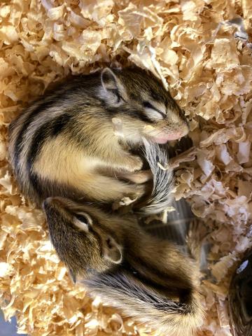 シマリス