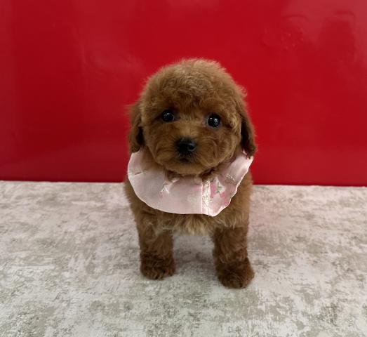 トイプードルタイニープードル