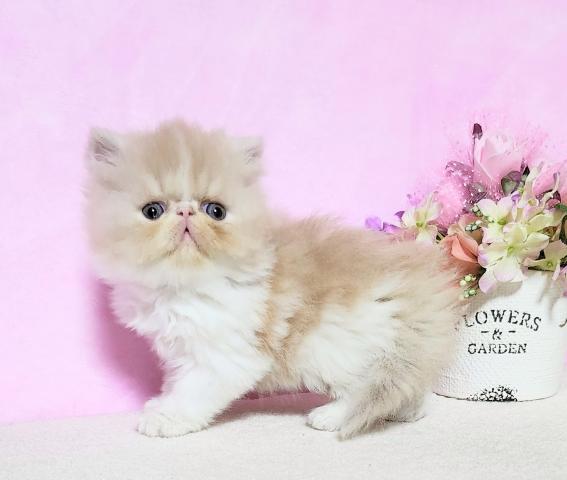 エキゾチックロングヘアー