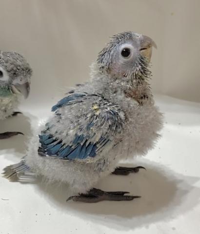 バイオレット　ウロコインコ