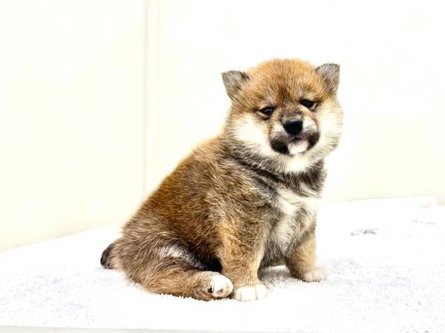 豆柴犬　941