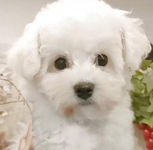 ビションフリーゼ