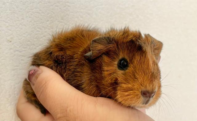 アビシニアン