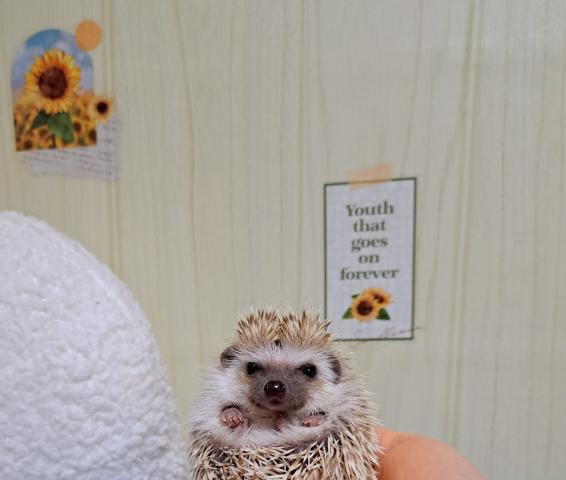 ハリネズミ