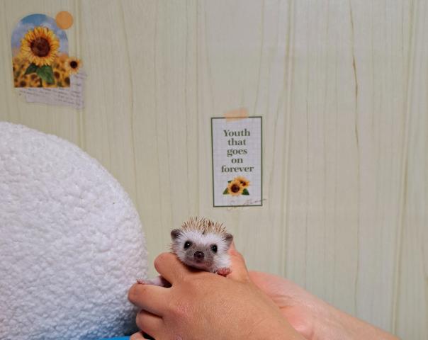 ハリネズミ