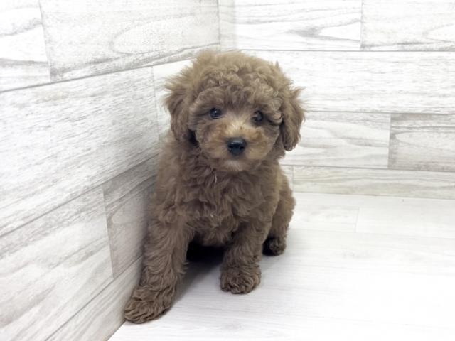 ミニチュアプードル
