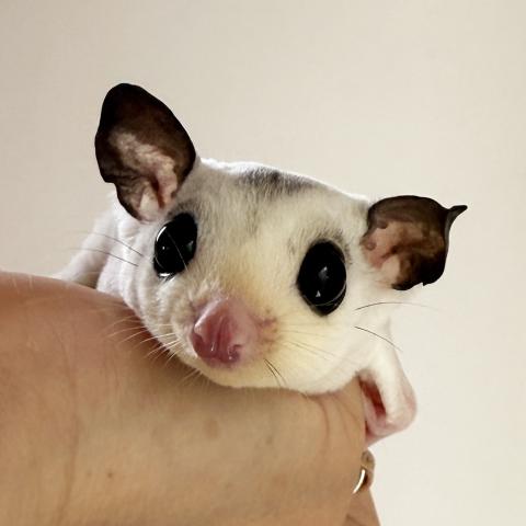 モザイクホワイトテール
