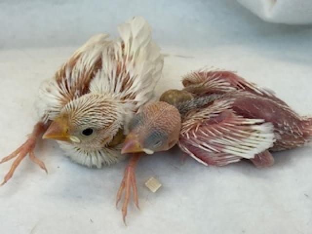 白文鳥