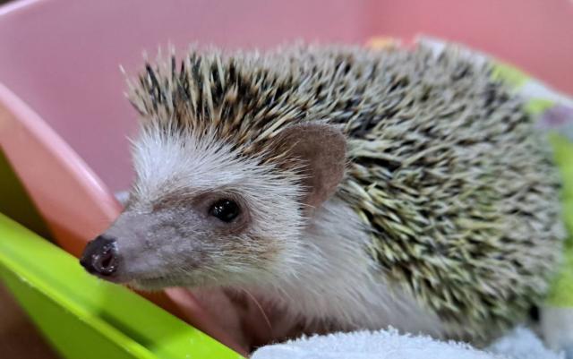 ハリネズミ