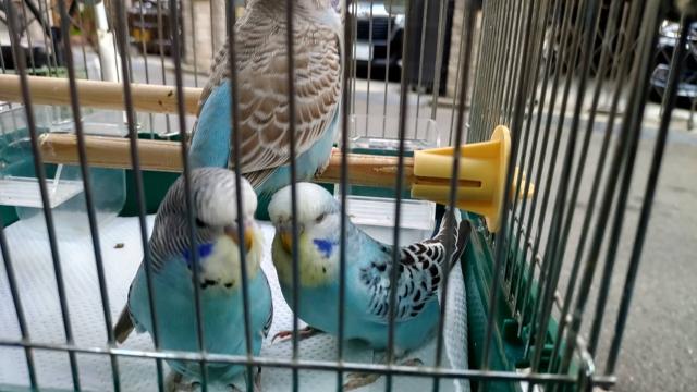 ジャンボセキセイインコ
