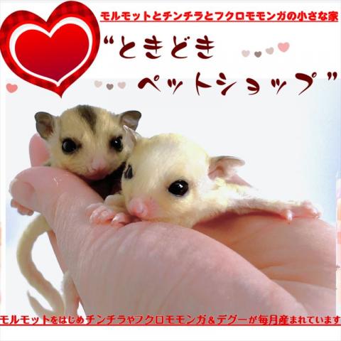 💕ホワイトフェイス