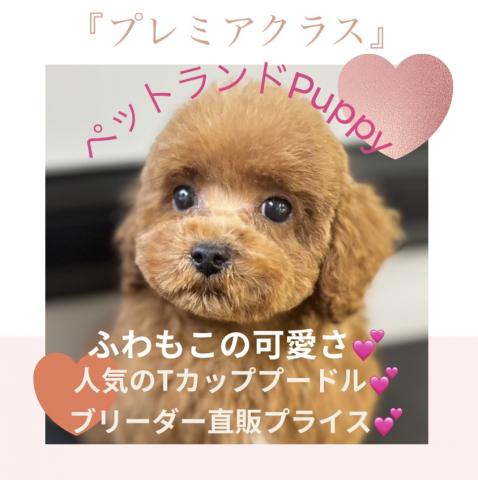 💕ペットランドPuppy💕ブリーダー直販店💕
