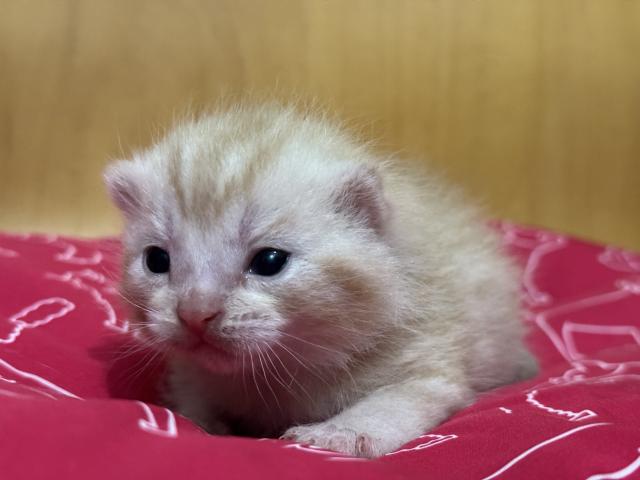 スコティッシュフォールド