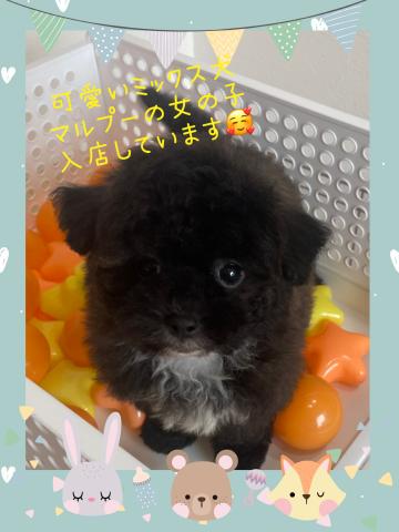 ブリーダーショップ　 ワンコレクティブ