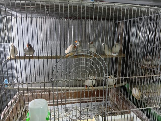 白と小淵ジュウシマツペア３ペア居ます