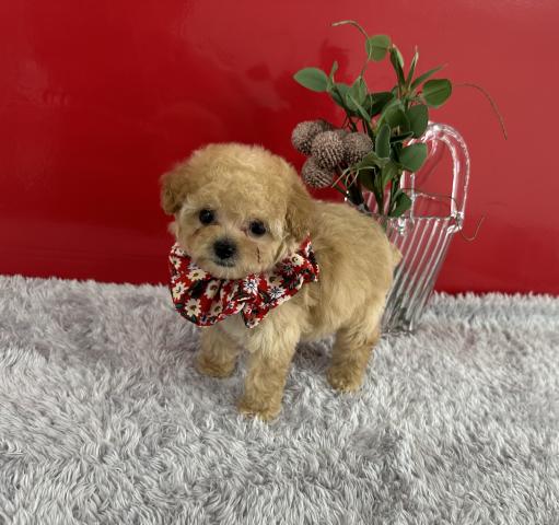 トイプードルティーカッププードル