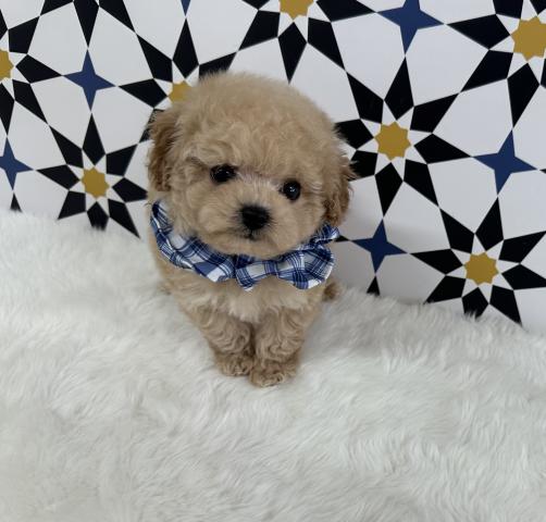 トイプードルティーカッププードル