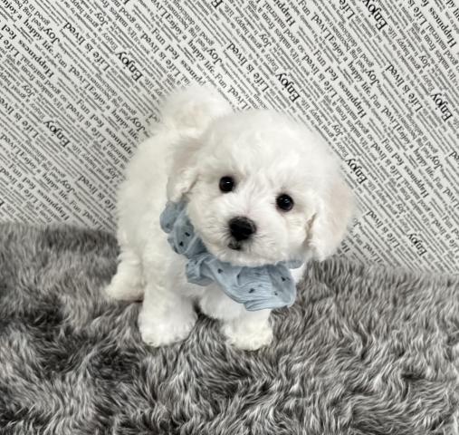 ビションフリーゼ