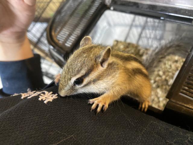 シマリス