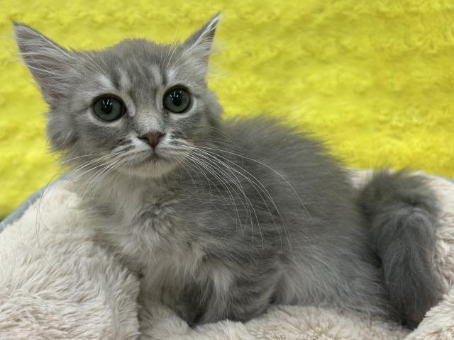 サイベリアン㊗️只今!! 子犬💕仔猫❣️最愛なる可愛いキャンペーン中‼️❤️
