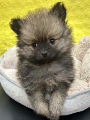 ポメラニアン㊗️只今!! 子犬💕仔猫❣️最愛なる可愛いキャンペーン中‼️❤️