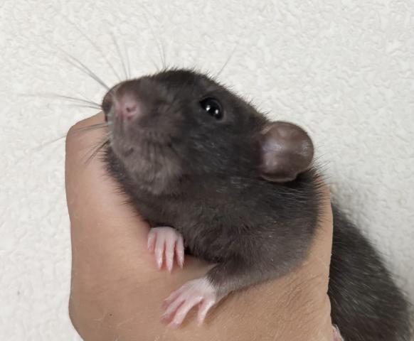 ファンシーラット