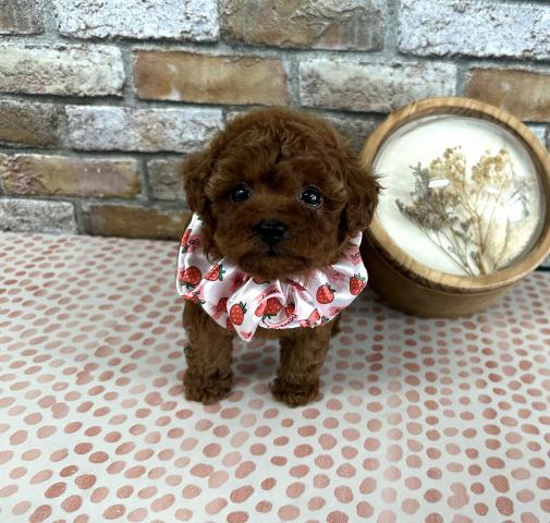 トイプードルタイニープードル