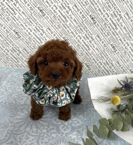 トイプードルタイニープードル