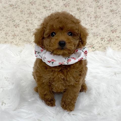 トイプードル♪ティーカッププードル