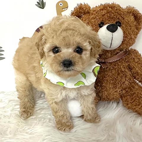 トイプードル♪ティーカッププードル