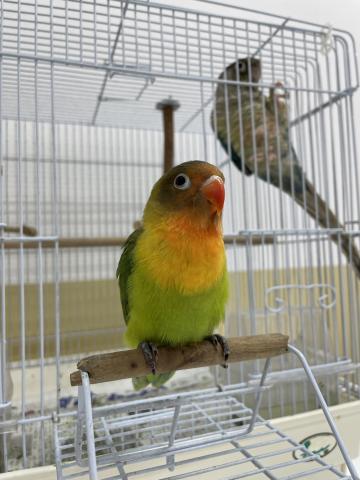 手のりルリコシインコ