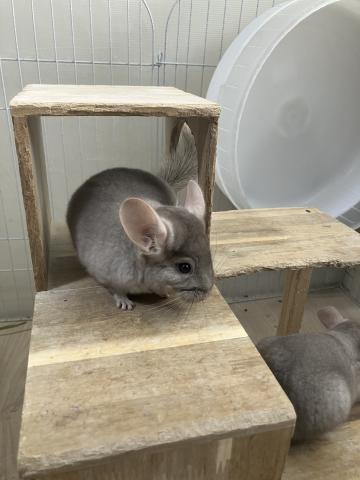 チンチラ　タン　ブラウンエボニー