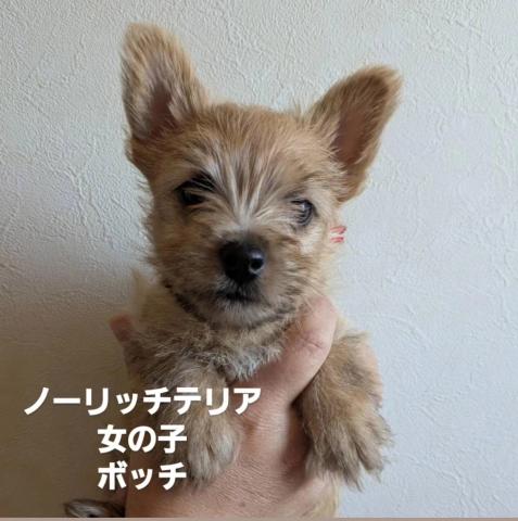 ノーリッチテリア