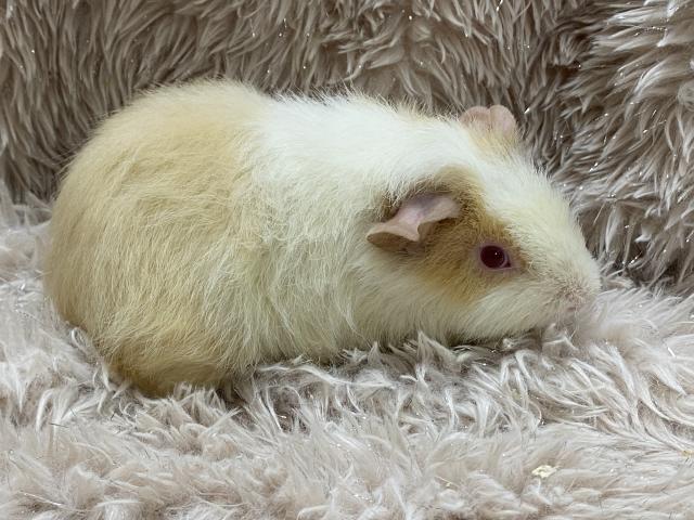 テディモルモット