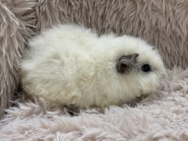 テディモルモット