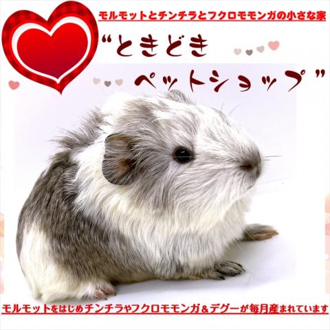 🐹アビシニアンモルモット