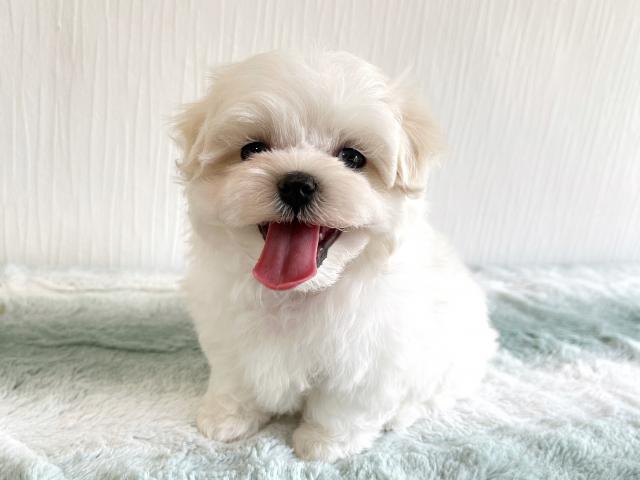 マルチーズ