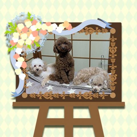 ケンネル　チャンプ