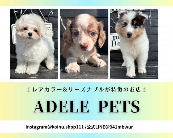 ADELE PETS