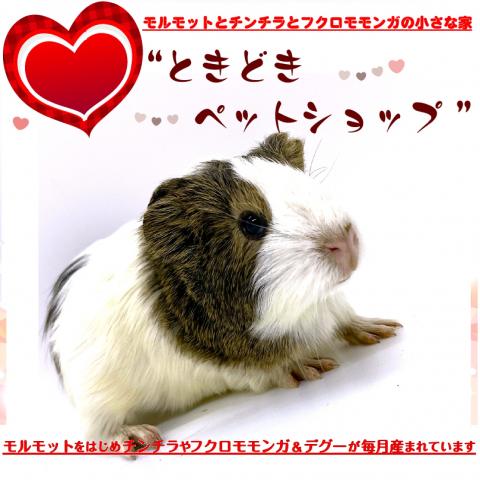 🐹イングリッシュモルモット