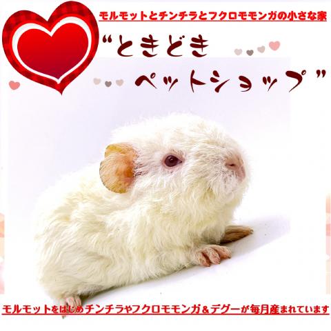 🐹テディモルモット