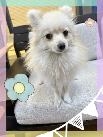 ポメラニアン
